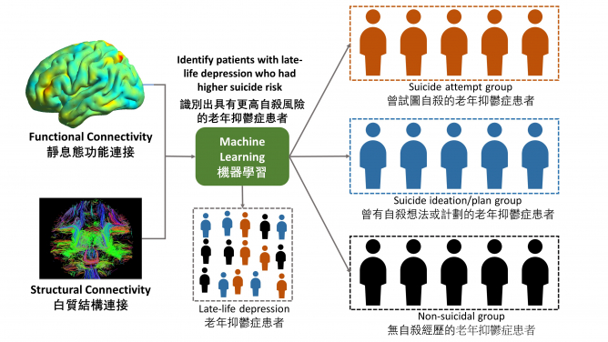 （圖一） 香港大學腦與認知科學國家重點實驗室研究揭示 老年抑鬱症患者的腦連接模式能夠預測自殺風險